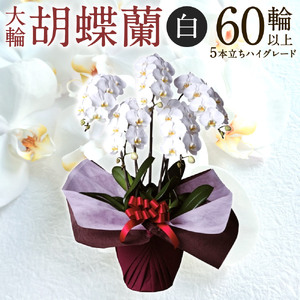 大輪胡蝶蘭 白 5本立ち ハイグレードタイプ AG09 綾羽株式会社 東近江