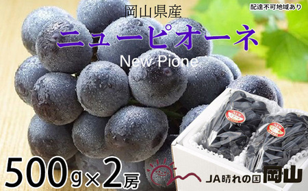 ぶどう 2026年 先行予約 ニュー ピオーネ 約500g×2房 岡山県産 ピオーネ