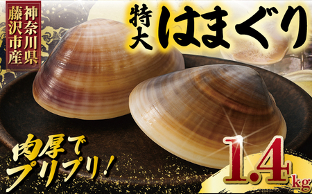 はまぐり LLサイズ 1.4kg [湘南はまぐり]