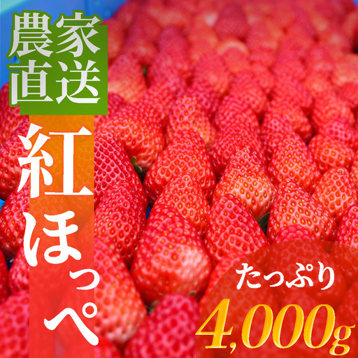 【先行予約＿2027年出荷分】 南伊豆産いちご　紅ほっぺ4kg　　【 苺 いちご フルーツ 果物 】