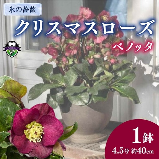 【 先行予約 ：2026年12月発送 】 花 クリスマスローズ 鉢植え ベノッタ 4.5号 花 クリスマス