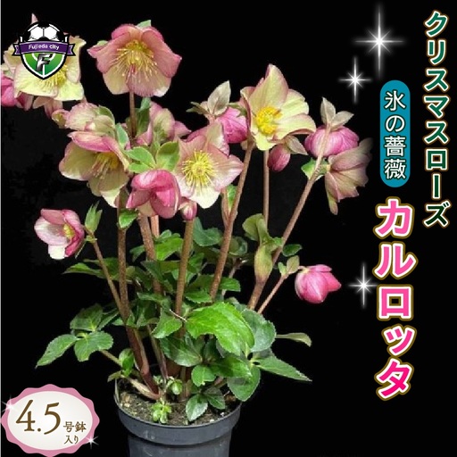 【 先行予約 ：2026年12月発送 】 花 クリスマスローズ カルロッタ 4.5号 花