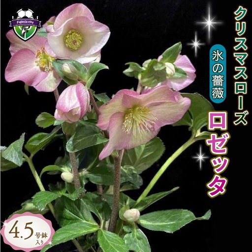 【 先行予約 ：2026年12月発送 】 花 クリスマスローズ ロゼッタ 開花株 4.5号 オンライン決済限定