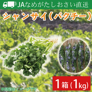 【先行予約】【2026年10月より順次発送開始】JAなめがたしおさい直送　シャンサイ(パクチー1kg)｜シャンサイ パクチー 野菜 1kg JA サラダ 鍋 スープ 茨城県 行方市(AE-28)