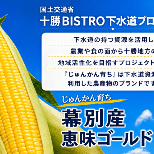 2026年発送先行予約 北海道 十勝 幕別産 とうもろこし 恵味ゴールド 6本「じゅんかん育ち」北王農林[十勝BISTRO下水道プロジェクト][ とうもろこし とうきび コーン 野菜 フルーツ 甘い ]