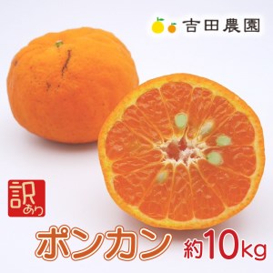 【先行予約】 冬 の柑橘 ポンカン 訳あり 10kg みかん 柑橘 ジューシー 愛媛 愛南 吉田農園