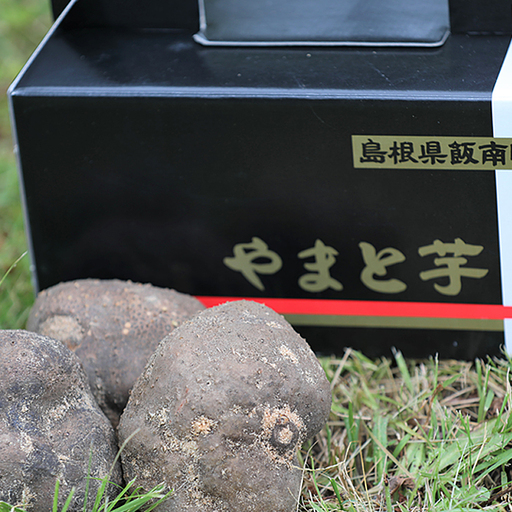 島根県飯南町産ヤマトイモ（つくね芋）約500ｇ×3個【とろろ 大和芋 やまといも】