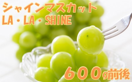 [2026年発送] JA新おたる シャインマスカット『LA・LA・SHINE（ラ・ラ・シャイン）』 1房 600g前後 果物 フルーツ ぶどう 旬の果物 産地直送 北海道産 仁木町産 化粧箱 [JA新おたる]