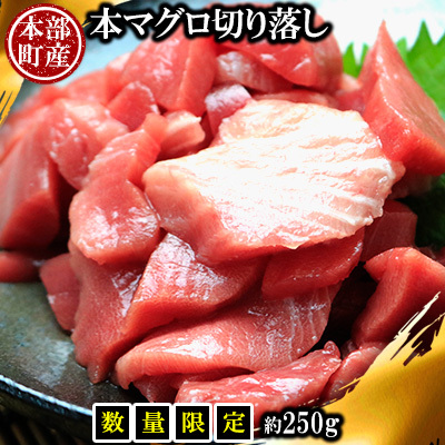 [数量限定]本マグロ切り落し 本部町産 約250g マグロ