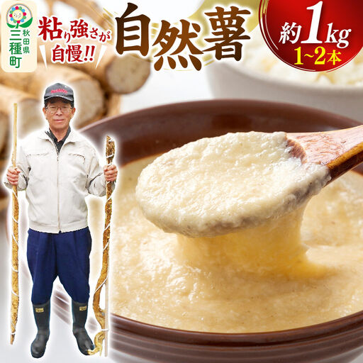 自然薯 約1kg（1～2本） 秋田県三種町産