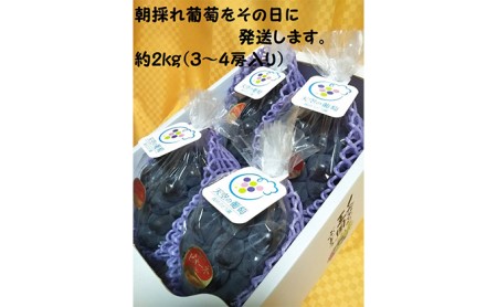ぶどう ニュー ピオーネ 3〜4房 2kg以上 高梁市産 1箱 2026年度 早期受付 ぶどう