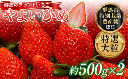 特選大粒 ブランドいちご「やよいひめ」朝摘みでお届け！1kg（500g×2） イチゴ 苺 果物 フルーツ くだもの デザート ケーキ作り 群馬県 渋川市 F4H-0685