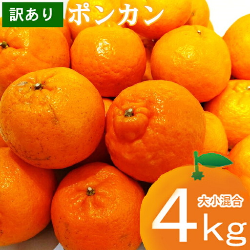 【マルカズ農園ポンカン】冬の柑橘ポンカン 4kg