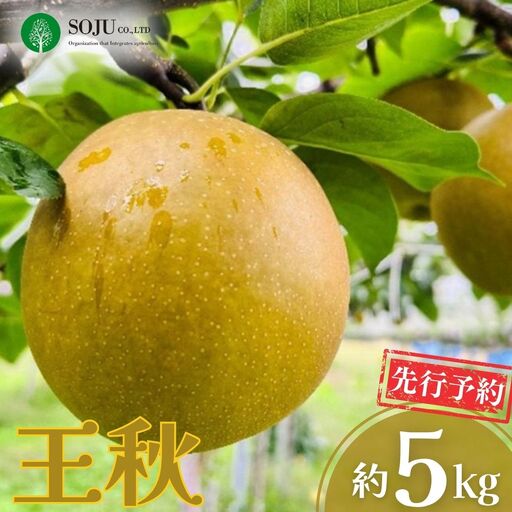 先行予約 和梨 王秋 約5kg 令和8年度 贈答用 新潟県 三条市産 [三条果樹専門家集団]