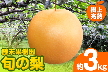 [2026年先行予約] 梨 旬の梨 約 3kg 藤末果樹園 熊本県荒尾市産 期間限定 [7月中旬-10月上旬頃出荷]フルーツ 果物 荒尾 はつまる 幸水 愛甘水 りんか ほしあかり 豊水 秋麗 かおり あきづき 新高 甘太 にっこり から旬の品種を厳選してお届け 品種はえらべません 美味しい ジューシー フルーツ