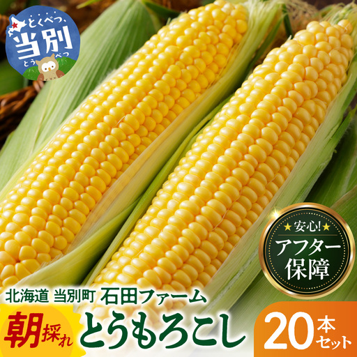 とうもろこし アフター保障付き 20本 北海道 当別町 とうもろこし