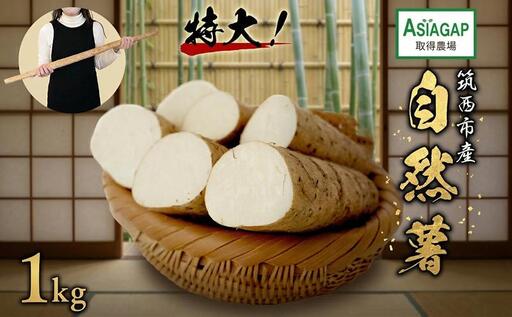 ASIAGAP認証農場 の 自然薯 1kg