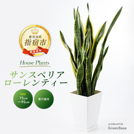 2026年3月上旬〜発送[観葉植物]サンスベリア・ローレンティー 75cm〜95cm Green Base IB003-003 観葉植物 ※北海道・沖縄・離島配送不可