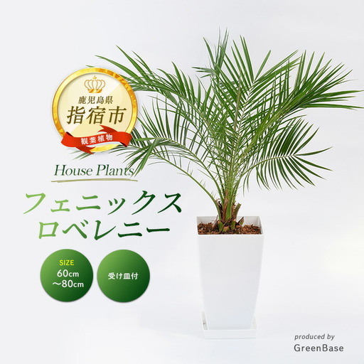 [観葉植物]フェニックス・ロベレニー 60cm〜80cm Green Base IB003-004 観葉植物 ※北海道・沖縄・離島配送不可