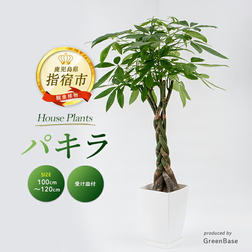 2026年6月頃〜発送[観葉植物]パキラ 100cm〜120cm Green Base IB003-002 観葉植物 ※北海道・沖縄・離島配送不可
