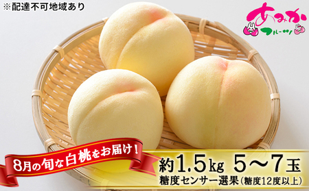 桃 先行予約 8月の旬な 白桃 をお届け 約1.5kg 5〜7玉 糖糖度12度以上 もも モモ 桃