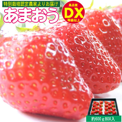 あまおう DX等級以上 約300g×2パック ※配送不可：北海道・東北・沖縄・離島 果物 苺 フルーツ デザート 旬 大粒 中玉 大玉 旬のあまおう 福岡の特産品 