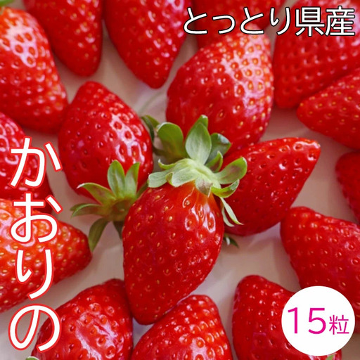 [先行予約]鳥取県産いちご かおりの 15粒(ギフト箱入)[イチゴ 苺 フルーツ 果物 かおりの かおり野 大粒 減農薬栽培 ギフト プレゼント 季節限定 先行予約]
