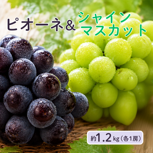 ピオーネ1房とシャインマスカット1房 約1.2kg 2房 岡山県新見市 大原観光果樹園 [先行予約 2026年9月中旬から順次発送]