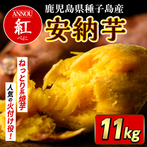 安納芋 さつまいも 紅 11kg 種子島産 【うずえ屋】 n481