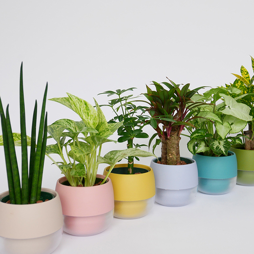 観葉植物 キュートビビスモーキー 6個 セット