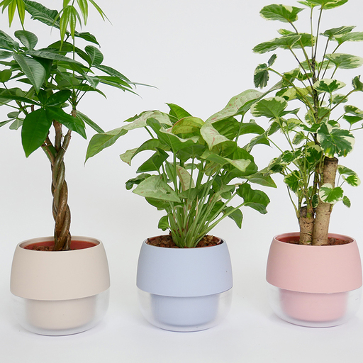 観葉植物 キュートビビスモーキー 3個 セット A