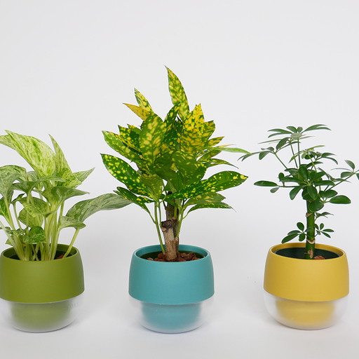 観葉植物 キュートビビスモーキー 3個 セット B