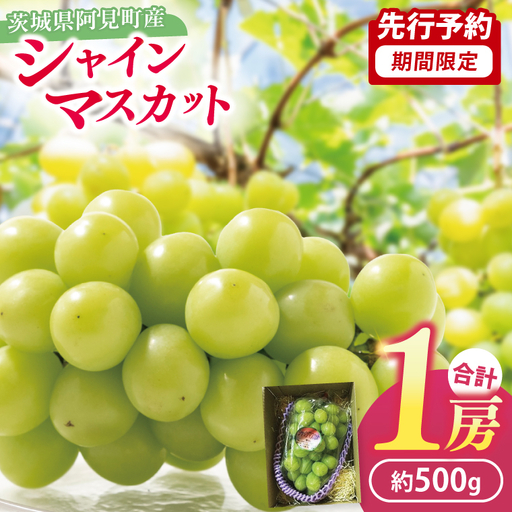ぶどう シャインマスカット 1房 約500g お手頃サイズ マスカット ぶどう ブドウ 種無し 皮ごと 葡萄 フルーツ 果物 旬 くだもの 阿見町 茨城県[2026年9月下旬より順次発送](49-06)