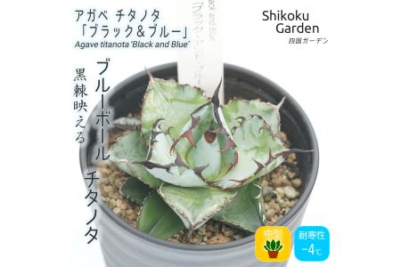 多肉植物 インテリア アガベ チタノタ「ブラック＆ブルー」3.5号黒鉢