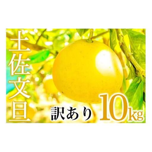 【早期予約】 国産 訳あり 文旦 10kg 旬 季節 新鮮 ぶんたん みかん オレンジ 柑橘 果物 フルーツ 果肉 果汁 産地 直送 デザート スイーツ ゼリー ジュース アイス ケーキ おすすめ 送料無料 贈答 ギフト お歳暮 年末 年始 お正月 高知県 須崎市 AWA010_x