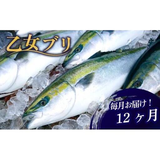 【 ブリ 】 ブリ定期便12ヶ月