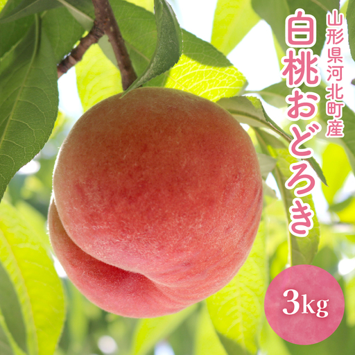 桃 白桃 おどろき 3kg 令和8年産 山形県産 桃 フルーツ