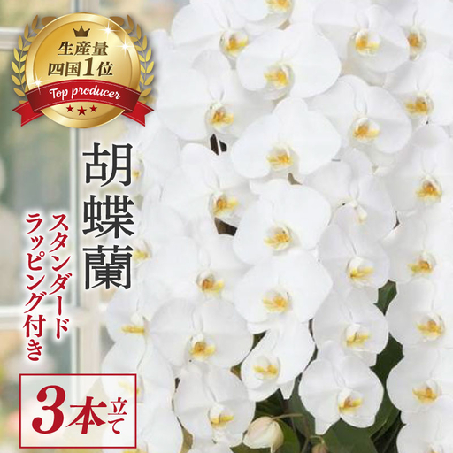 指定日配達 胡蝶蘭 3本立て 白 花