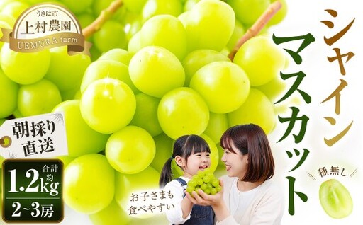【先行予約】シャインマスカット 1.2kg〜3kg 2房〜8房 上村農園