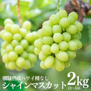 【期間限定】シャインマスカット 選べる 内容量 2kg 3房 4房 5房 潮騒熟成 9月上旬～10月上旬頃順次発送 ぶどう 鳥取県 湯梨浜町 果物 フルーツ 送料無料 先行予約 葡萄 ブドウ くだもの 甘い 種なし 特産品 JA 新鮮 進物 贈答 贈り物 プレゼント | 32M