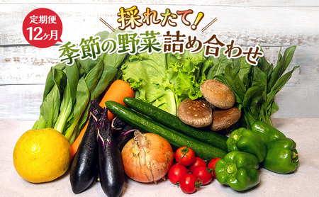 野菜 定期便 12回 季節の野菜 詰め合わせ セット 冷蔵 野菜