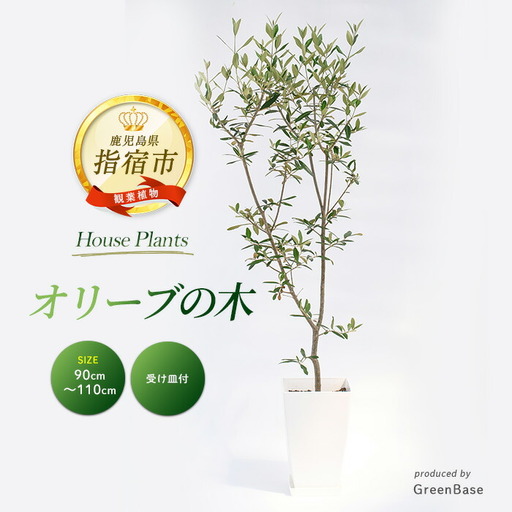 2026年1月中旬〜発送[観葉植物]オリーブの木90cm〜110cm Green Base IB003-042 観葉植物