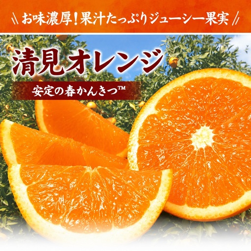 田村産清見オレンジ[約4.5kg]湯浅町田村産春みかん(果実サイズおまかせ)/紀伊国屋文左衛門本舗　※2027年3月中旬～2027年4月下旬頃発送予定【sutb492A】