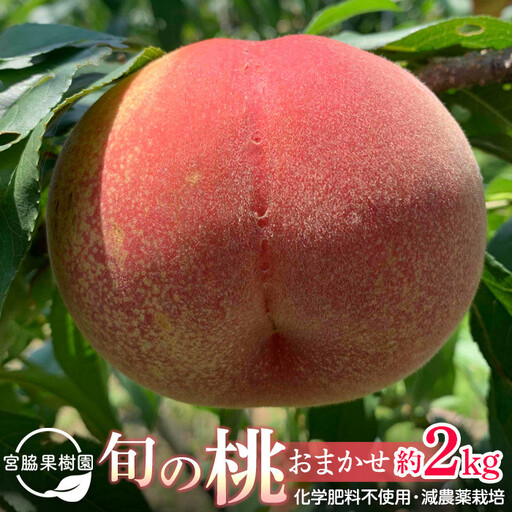 [2026年8月中旬以降より発送]旬の桃おまかせ約2kg・6〜9玉(自家製有機肥料・減農薬・化学肥料無使用) 川中島白桃 黄桃 西王母 あかつき