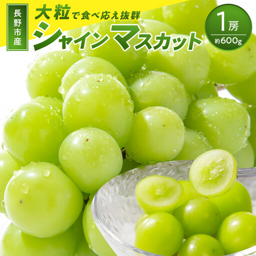 2026年産 ぶどう 長野市産 シャインマスカット ビックサイズ 一房入り 600g以上 葡萄 ブドウ 果物 フルーツ デザート おやつ 信州 大房 大粒 上品な香り | シャインマスカット