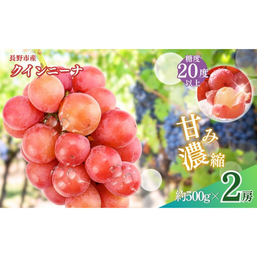 おかべ農園 長野市産 クイーンニーナ(贈答用) 2房[2026年9月下旬頃発送予定] |ぶどう ぶどう