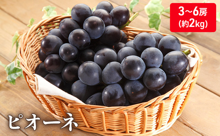 大粒で濃厚な甘み「ピオーネ」　約2kg