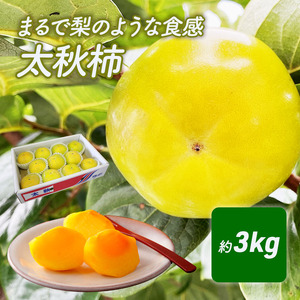 まるで梨のような食感 太秋柿(たいしゅうがき) 果物類 先行予約