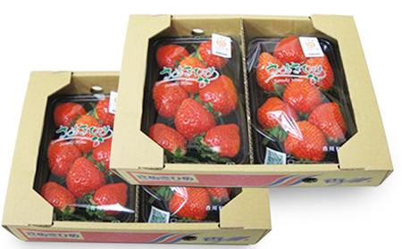 いちご さぬきひめ 香川県産 国産 1kg 250g × 4パック 香川県オリジナル品種 大粒 糖度が高い 適度な酸味 苺 イチゴ 果物 季節の果物 国内産 自宅用 贈答 ギフト 内祝い 手土産 フルーツ くだもの 果実 お取り寄せ 香川県 綾川町