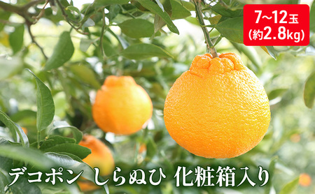 ハウスデコポン(しらぬひ)化粧箱(約2.8kg)_デコポン 果物類 みかん 柑橘類 ミカン 蜜柑 くだもの